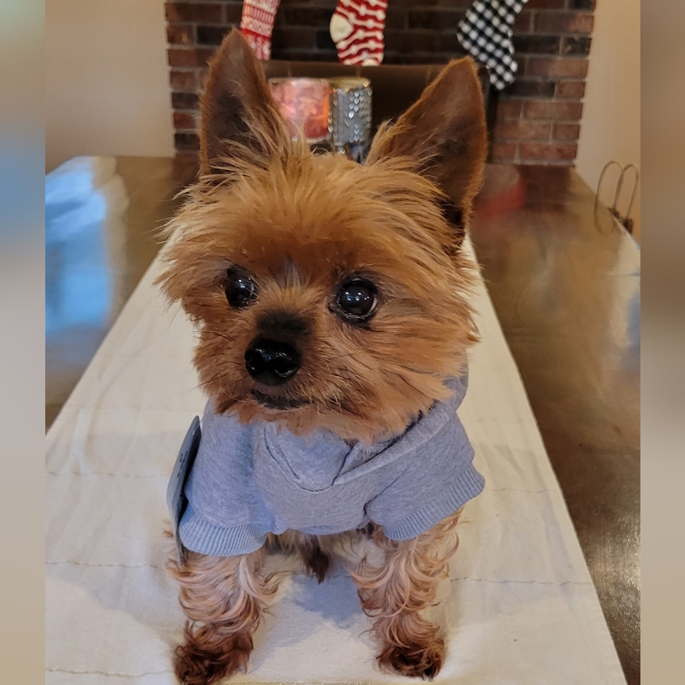 ❤️Host Pick!❤️ Fleece Lined Dog Hoodie XS - Picture 3 of 15